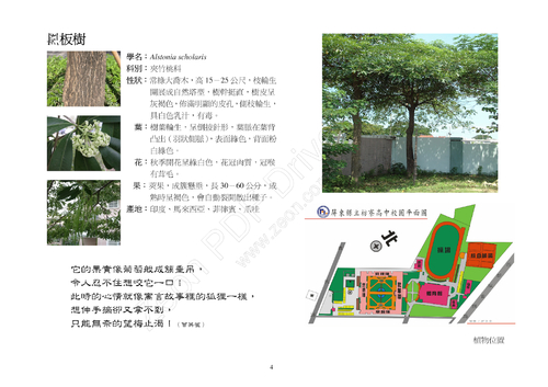 4黑板樹 4黑板樹