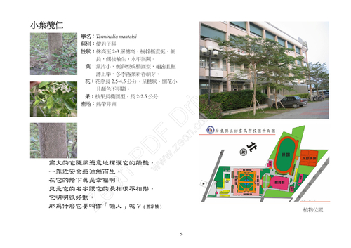 5小葉欖仁 5小葉欖仁